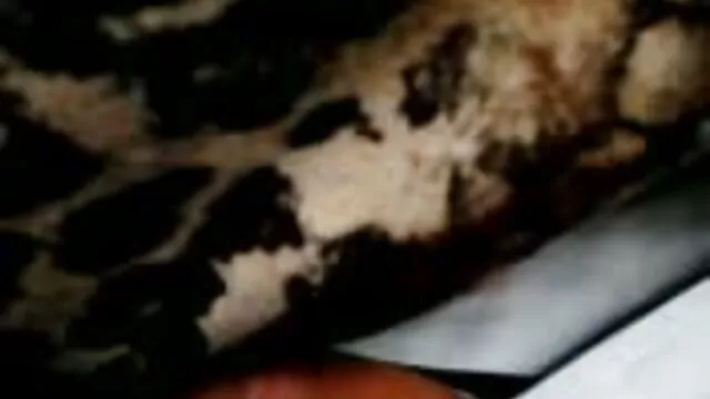 XXX geen registratie  Mulatoes zuigen het sperma van een klant vaak tiroler sexfilmpjes